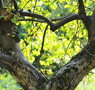 Soorten herinneringen