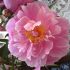 Imelda Plemper