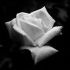 Sandy Pauw